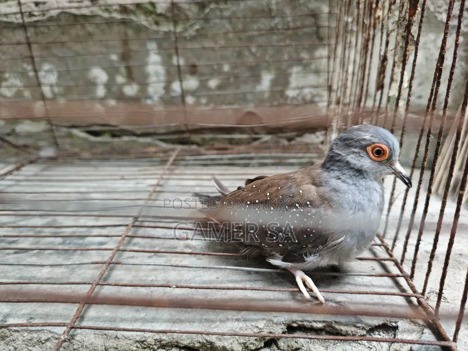 ডায়মন্ড ঘুঘু ( Diamond Dove)