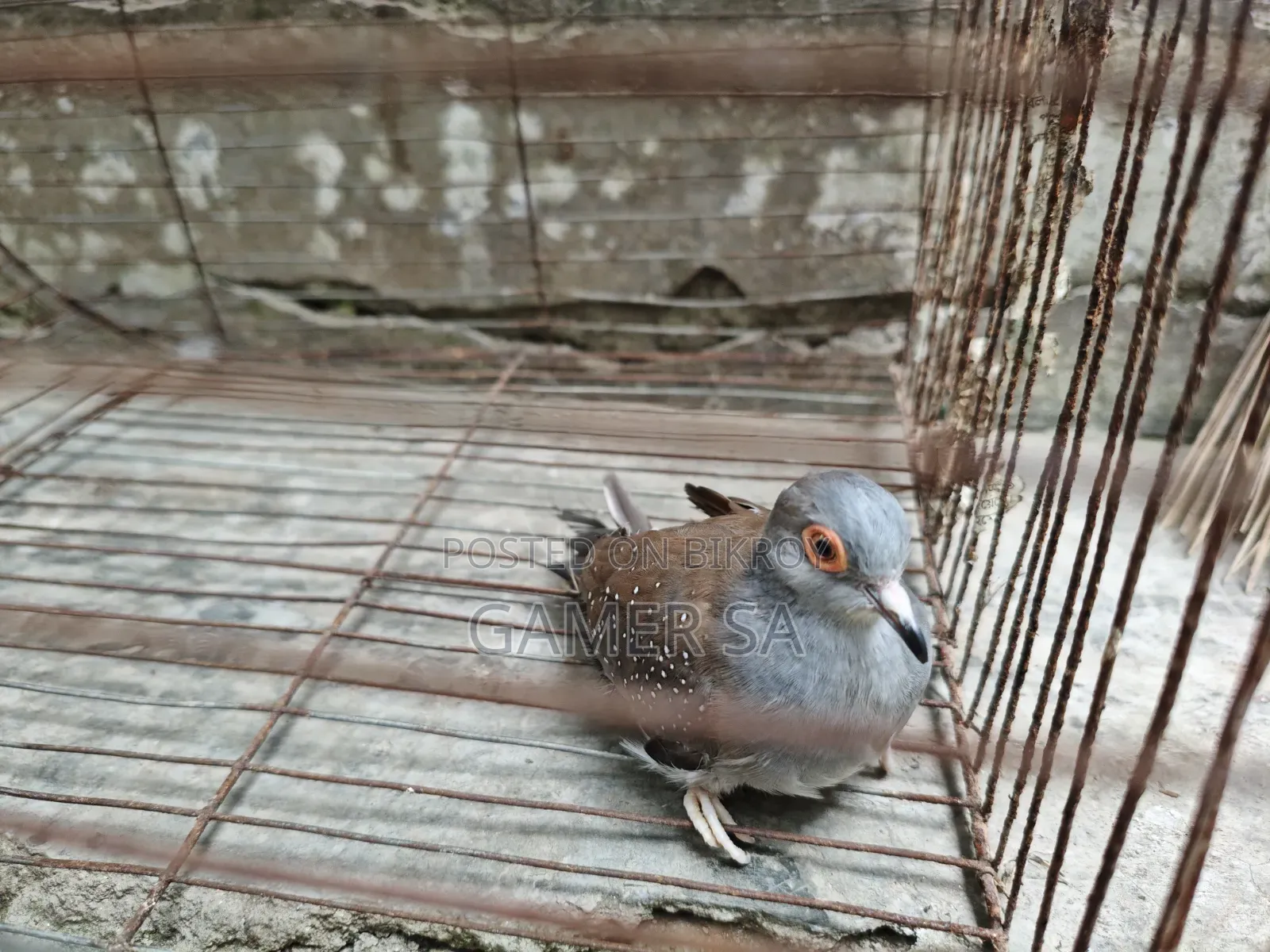 ডায়মন্ড ঘুঘু ( Diamond Dove)