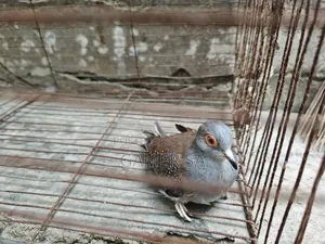 ডায়মন্ড ঘুঘু ( Diamond Dove)