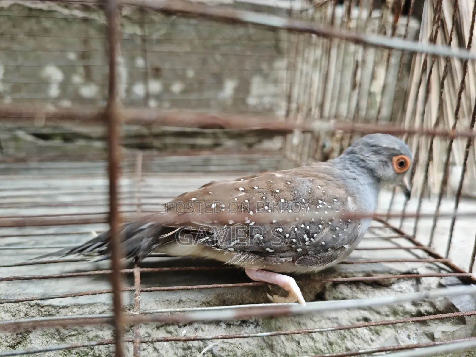 ডায়মন্ড ঘুঘু ( Diamond Dove)