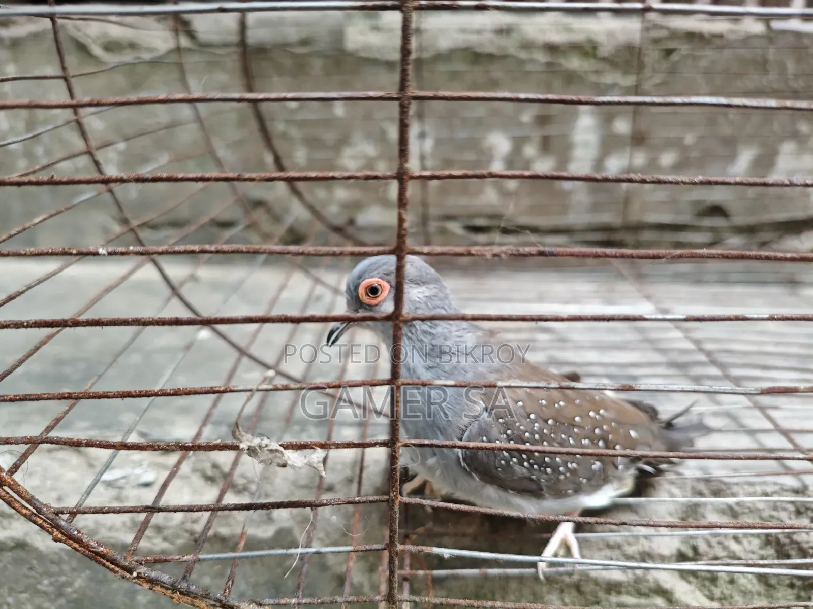 ডায়মন্ড ঘুঘু ( Diamond Dove)