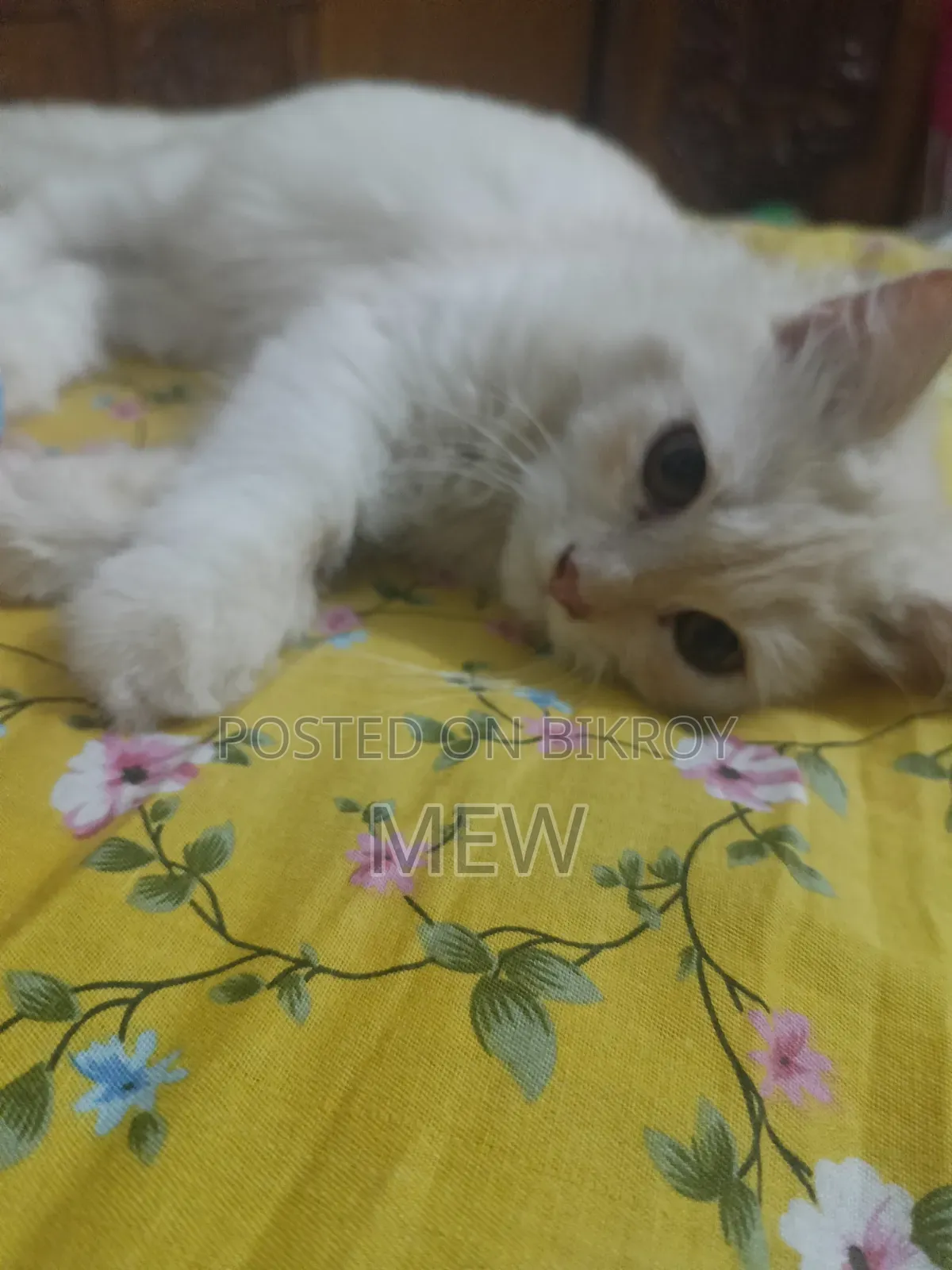 ৩-৬ মাস বয়সী মেয়ে পার্সিয়ান বিড়াল