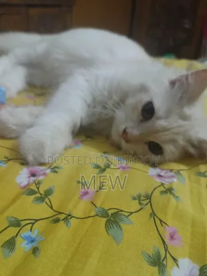 ৩-৬ মাস বয়সী মেয়ে পার্সিয়ান বিড়াল