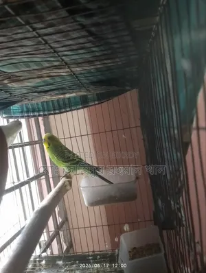 Emergency সেল হবে