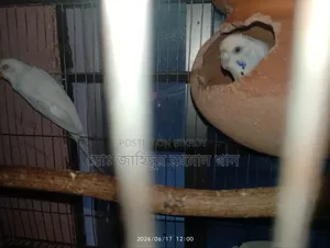 বাজরিগার পাখি বিক্রি হবে