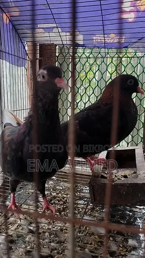 ৩ জোড়া কবুতর পাখি বিক্রি হবে।