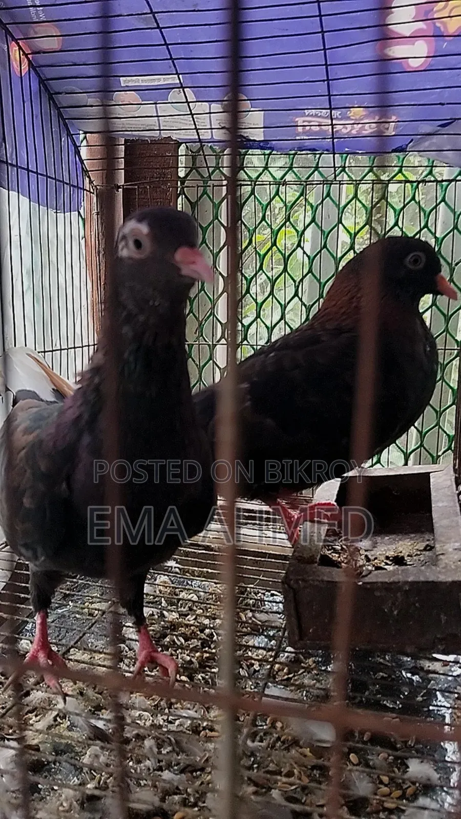 ৩ জোড়া কবুতর পাখি বিক্রি হবে।