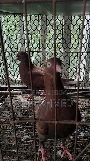 ৩ জোড়া কবুতর পাখি বিক্রি হবে।