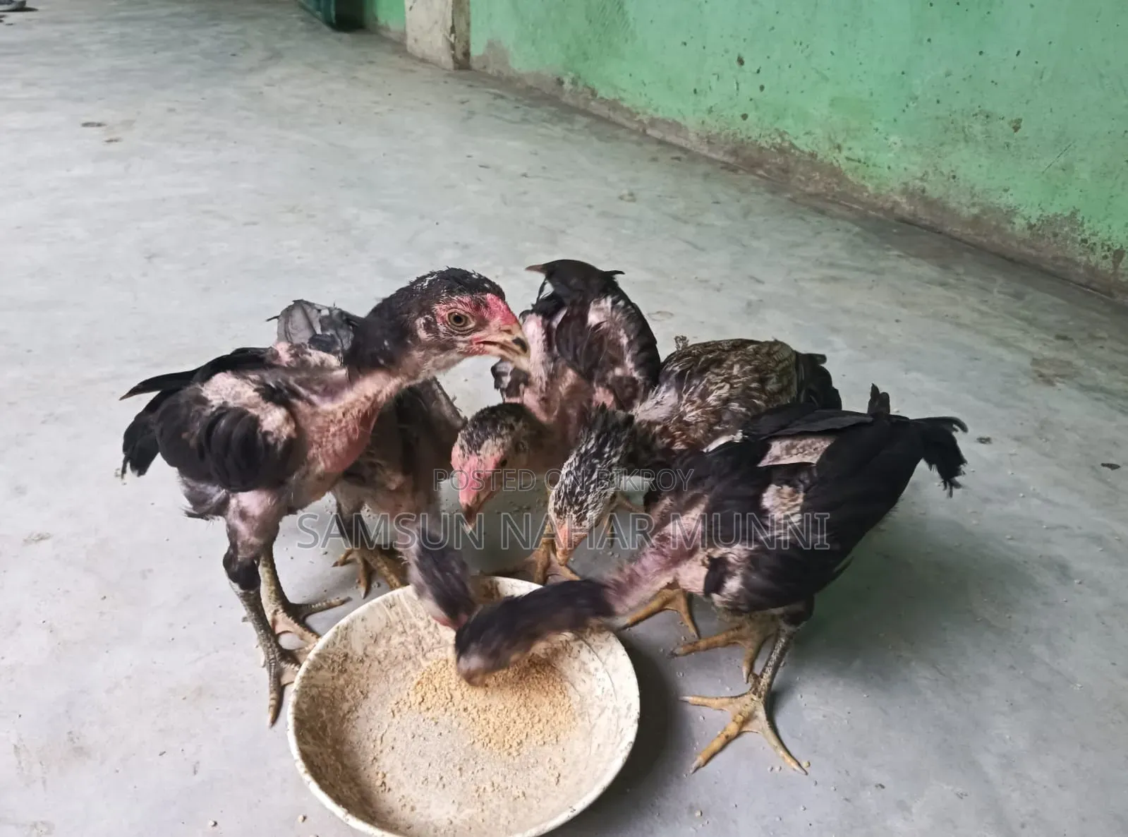 Aseel Chicks