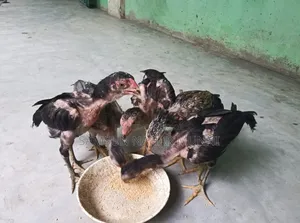 আছিল বাচ্চা