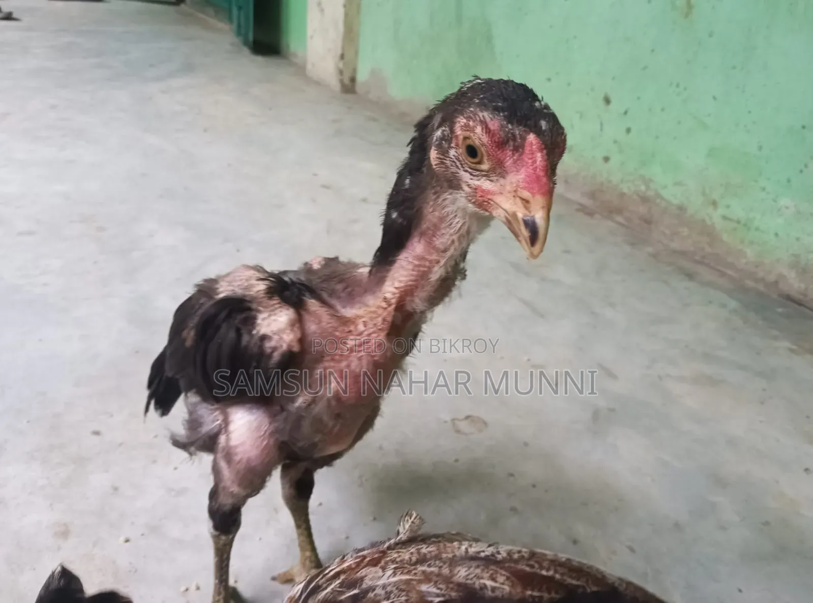 Aseel Chicks