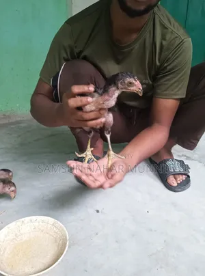 Aseel Chicks