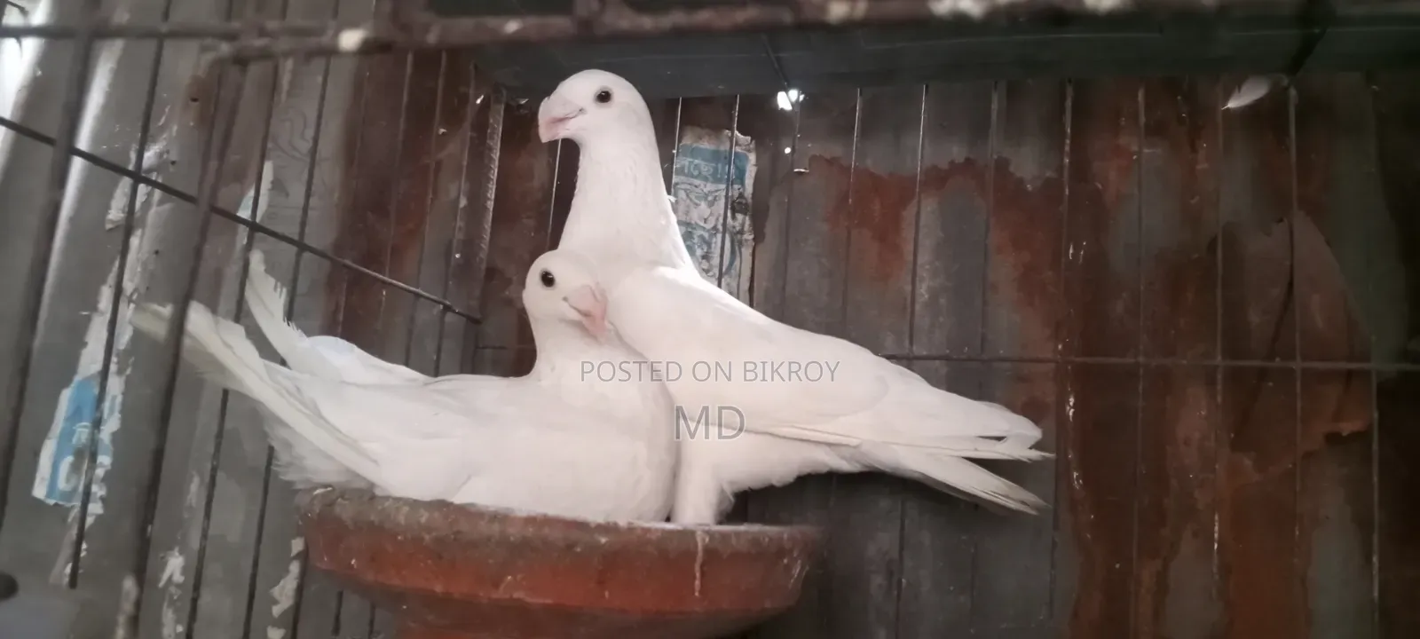 জার্মানি বিউটি হোমা