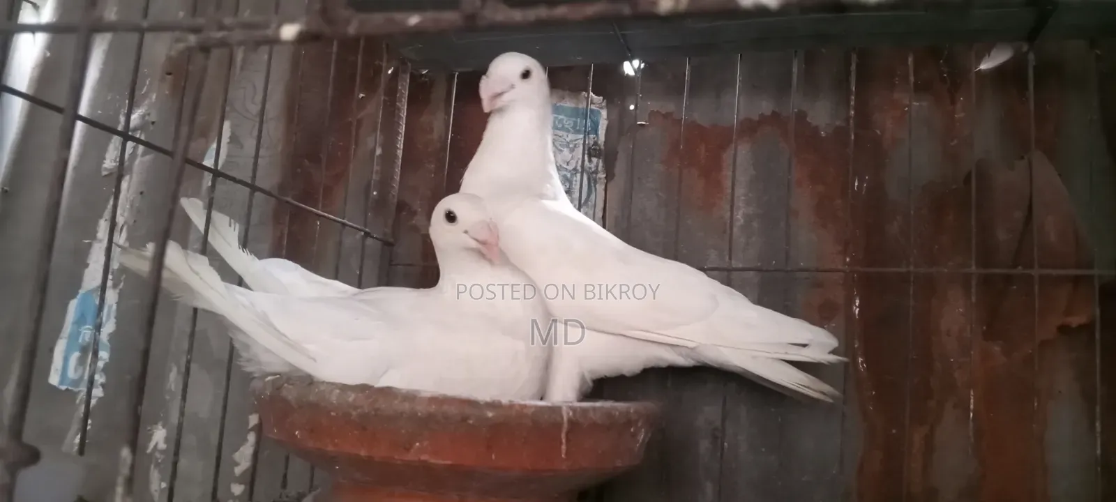 জার্মানি বিউটি হোমা