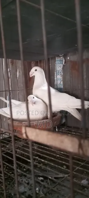 জার্মানি বিউটি হোমা
