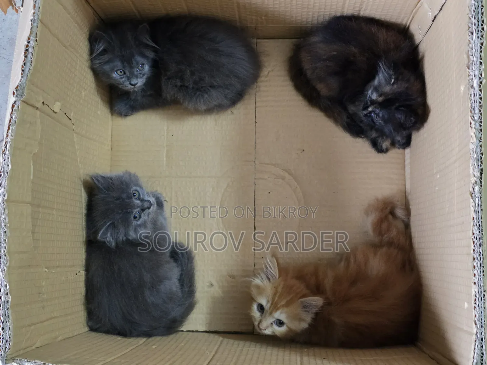 ১-৩ মাস বয়সী ফিমেল পিওরব্রেড পার্সিয়ান