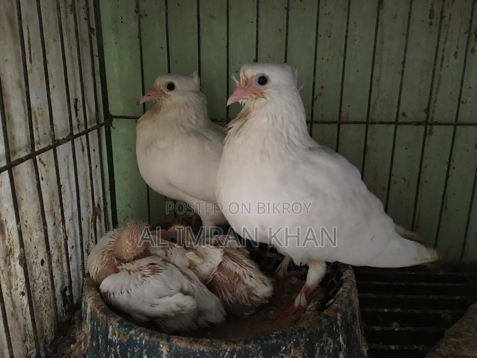 রানিং কি কবুতর সেল করব