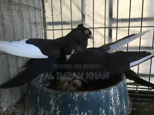 রানিং কি কবুতর সেল করব