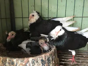 রানিং কি কবুতর সেল করব