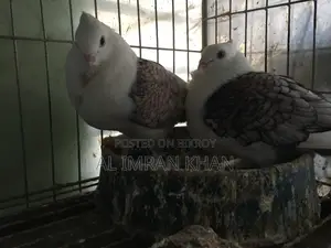 রানিং কি কবুতর সেল করব