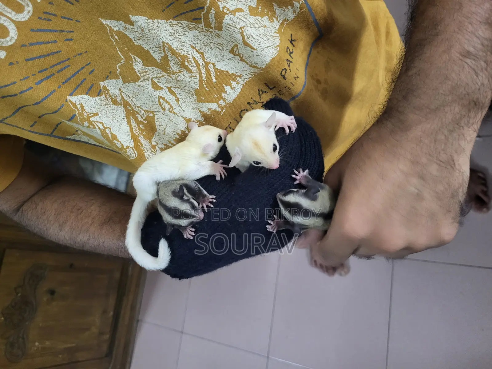 সুগার গ্লাইডার
