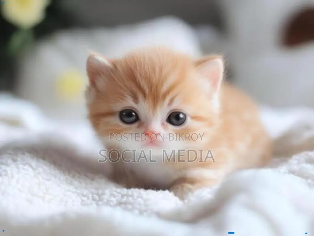 0-1 Month Male Mixed Breed Bengal