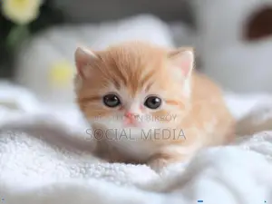 0-1 Month Male Mixed Breed Bengal