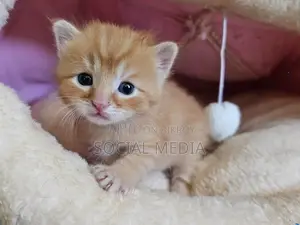 0-1 Month Male Mixed Breed Bengal