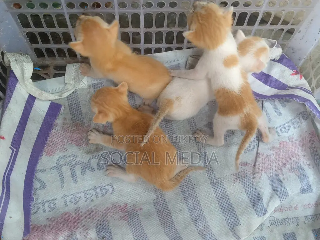 0-1 Month Male Mixed Breed Bengal