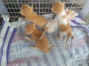 0-1 Month Male Mixed Breed Bengal