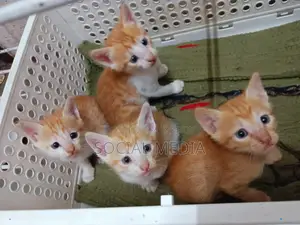 0-1 Month Male Mixed Breed Bengal