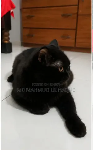 1+ Year Male Purebred Persian