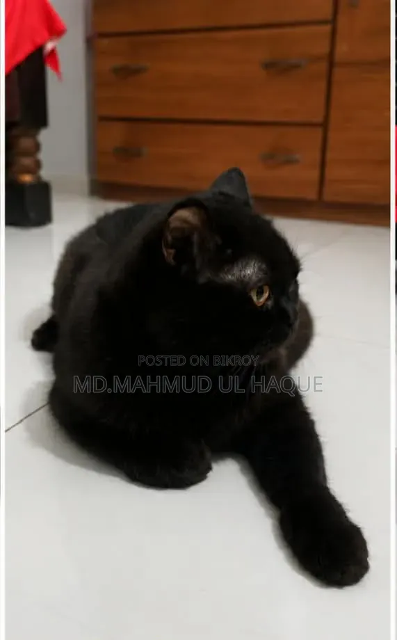 1+ Year Male Purebred Persian