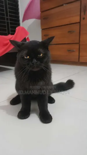 1+ Year Male Purebred Persian