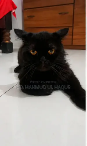 1+ Year Male Purebred Persian