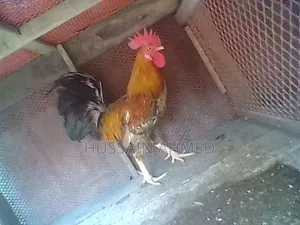 দেশী মুরগী