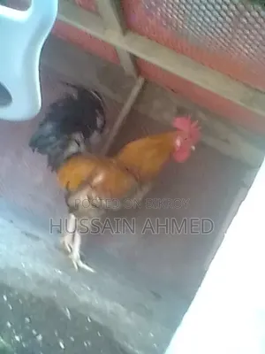 দেশী মুরগী