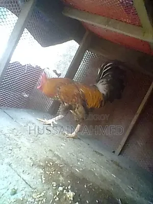 দেশী মুরগী