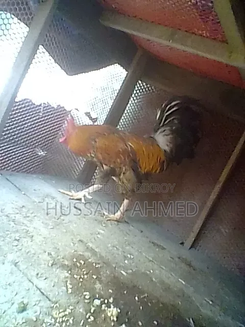 দেশী মুরগী