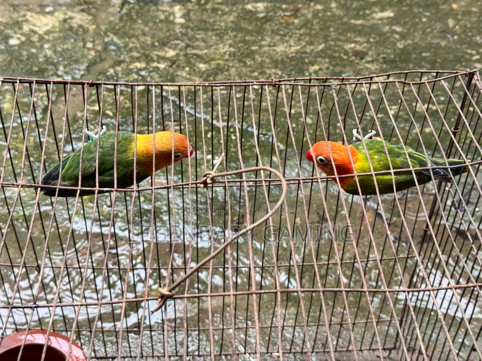 Love Bird Good Quality