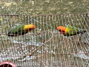 Love Bird Good Quality