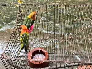 Love Bird Good Quality
