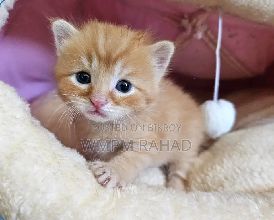 0-1 Month Female Purebred Bengal