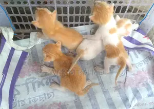 0-1 Month Female Purebred Bengal