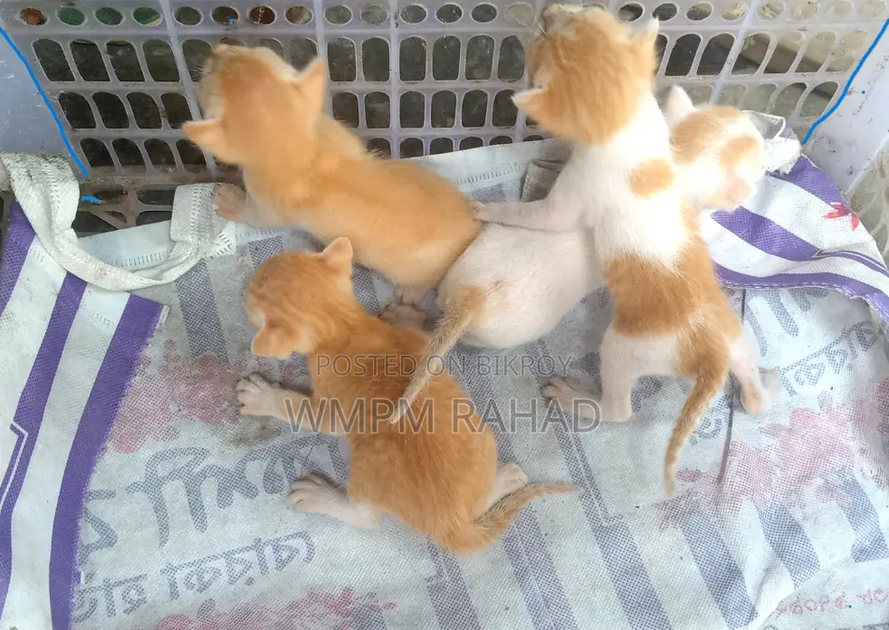 0-1 Month Female Purebred Bengal