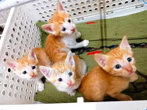 0-1 Month Female Purebred Bengal