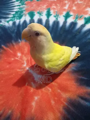 Love Bird