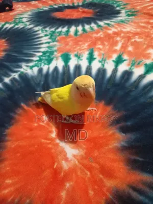 Love Bird