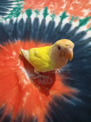 Love Bird