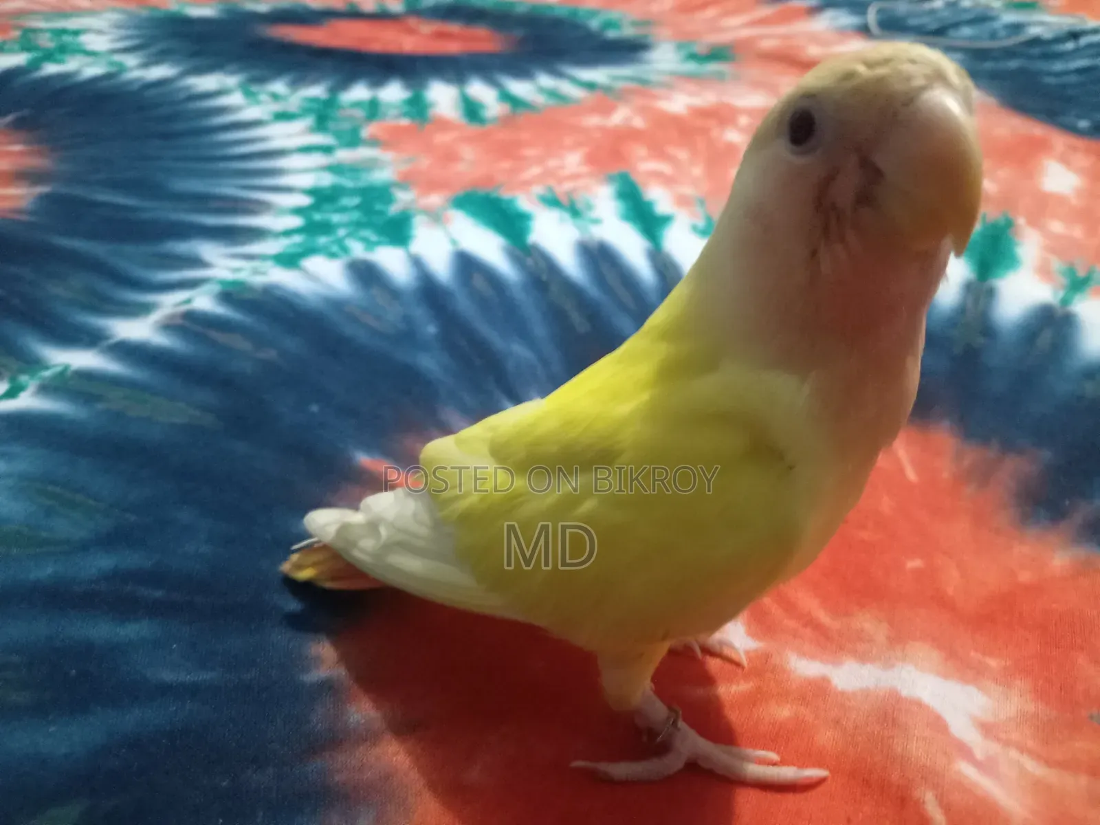 Love Bird